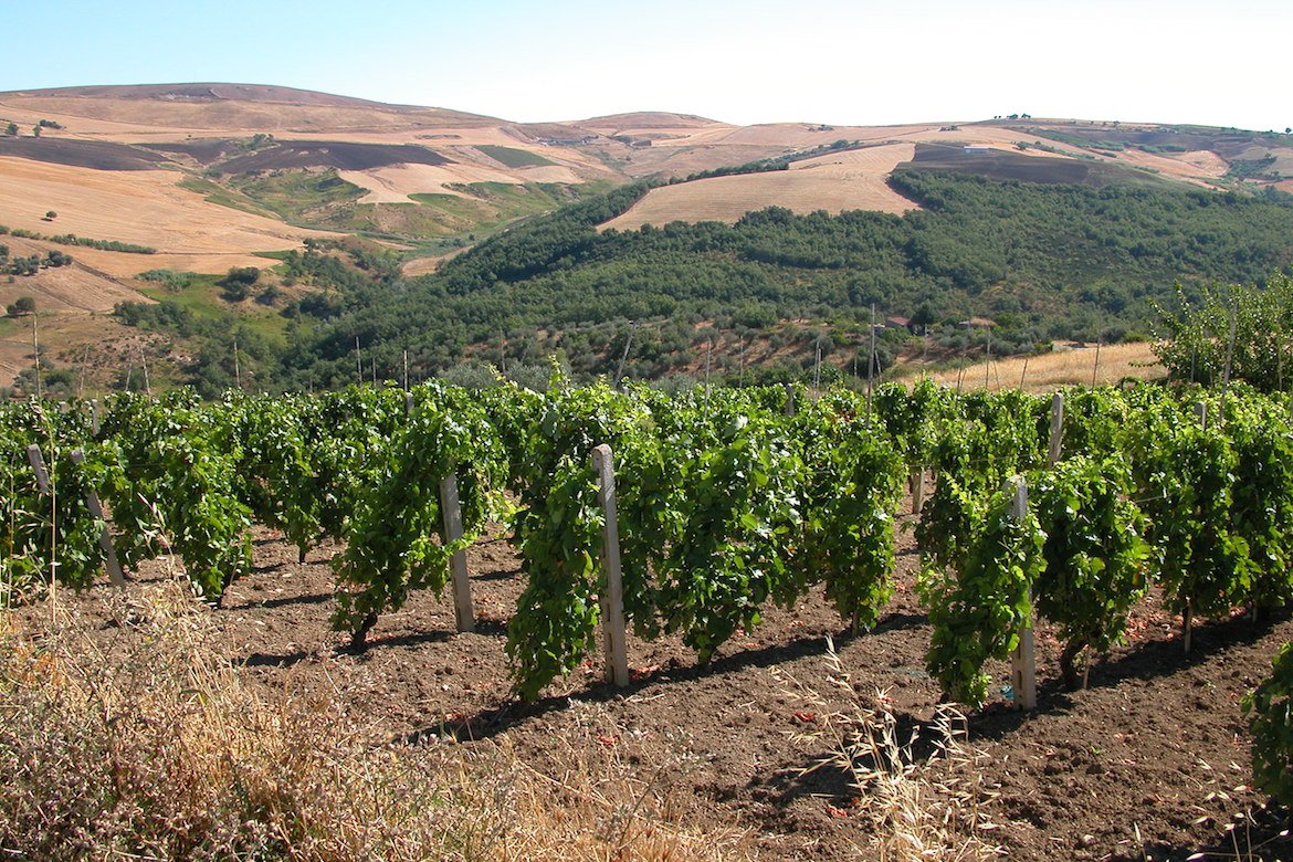wijngaard Grifalco
